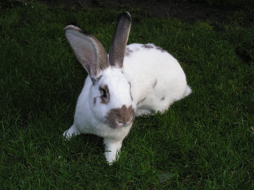 Lotharinger | Mooie konijnen | Lieve dieren | Passend advies, Dieren en Toebehoren, Konijnen, Meerdere dieren, Groot, 0 tot 2 jaar