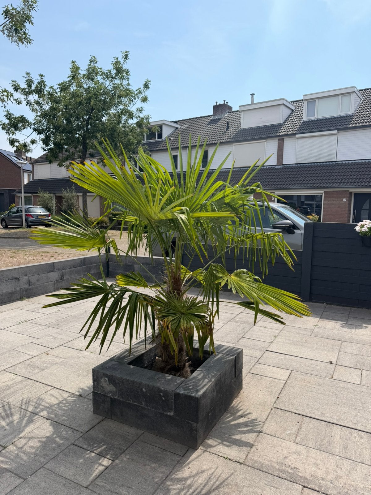 Palmboom - Trachycarpus Fortunei (ongv 165 cm), Vaste plant, Halfschaduw, Zomer, Ophalen