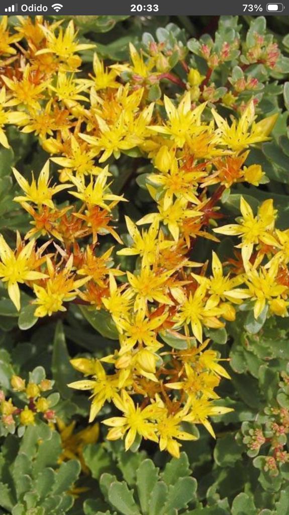 Sedum floriferum ‘weistephaner gold, Ophalen, Bodembedekkers, Volle zon, Vaste plant