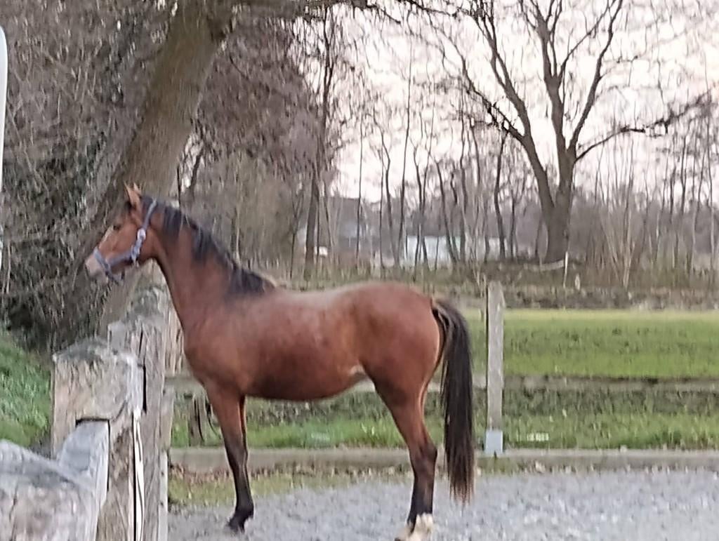 Pony's, Dieren en Toebehoren, Pony's, Met stamboom, Niet van toepassing, 0 tot 2 jaar, C pony (1.27m tot 1.37m)