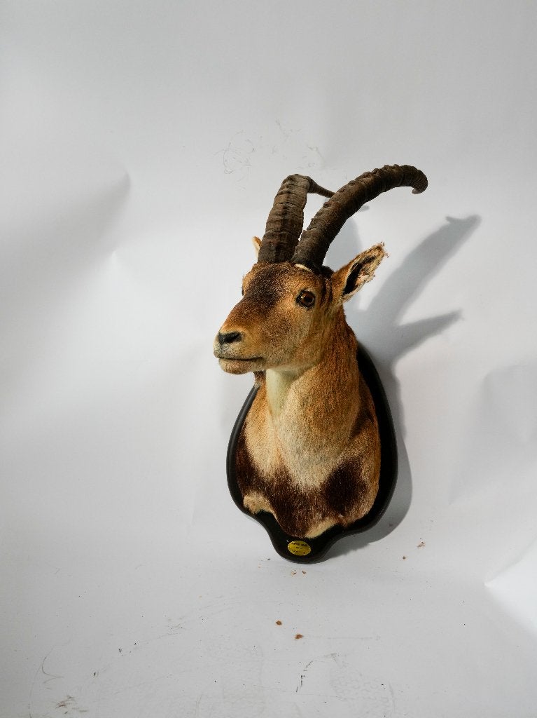 opgezette steenbok (nieuwe foto's), Verzamelen, Ophalen, Gebruikt, Wild dier, Opgezet dier