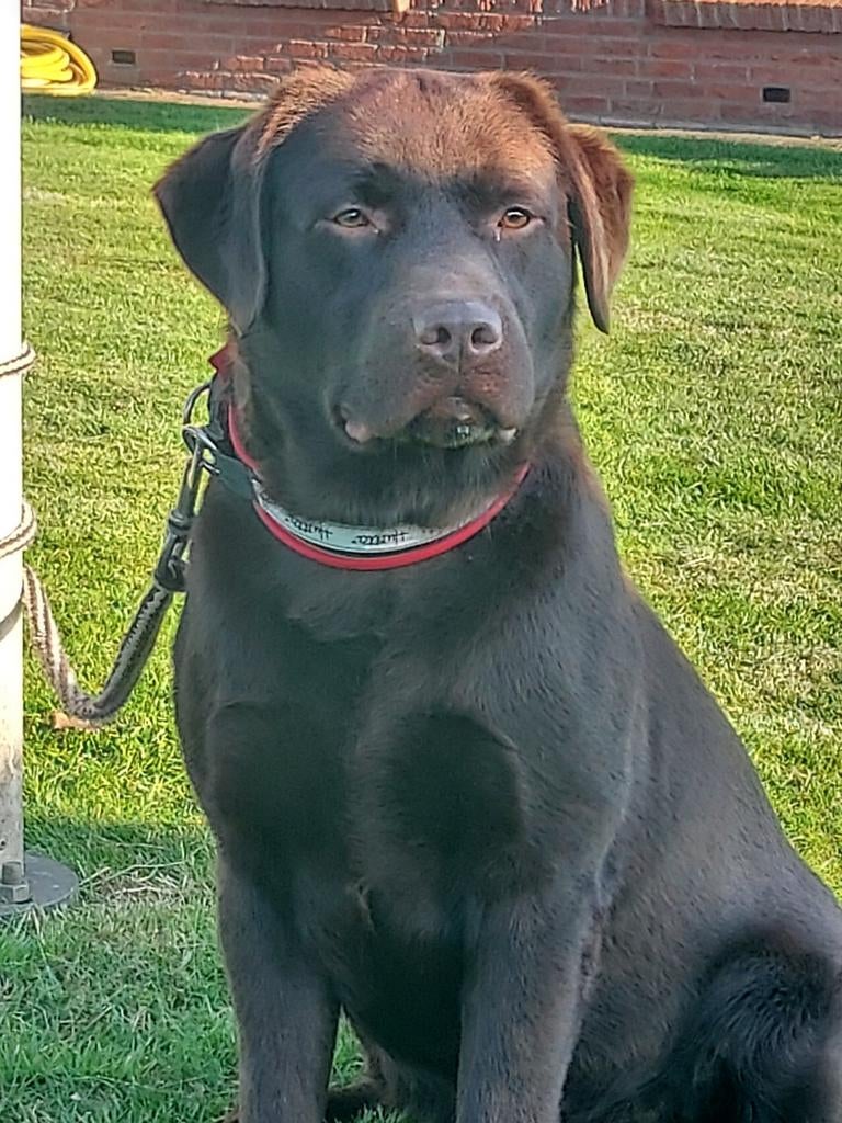 Labrador dekreuen bruin, blond en zwart met stamboom, Dieren en Toebehoren, Honden | Dekreuen, Parvo, Nederland, Reu, Meerdere