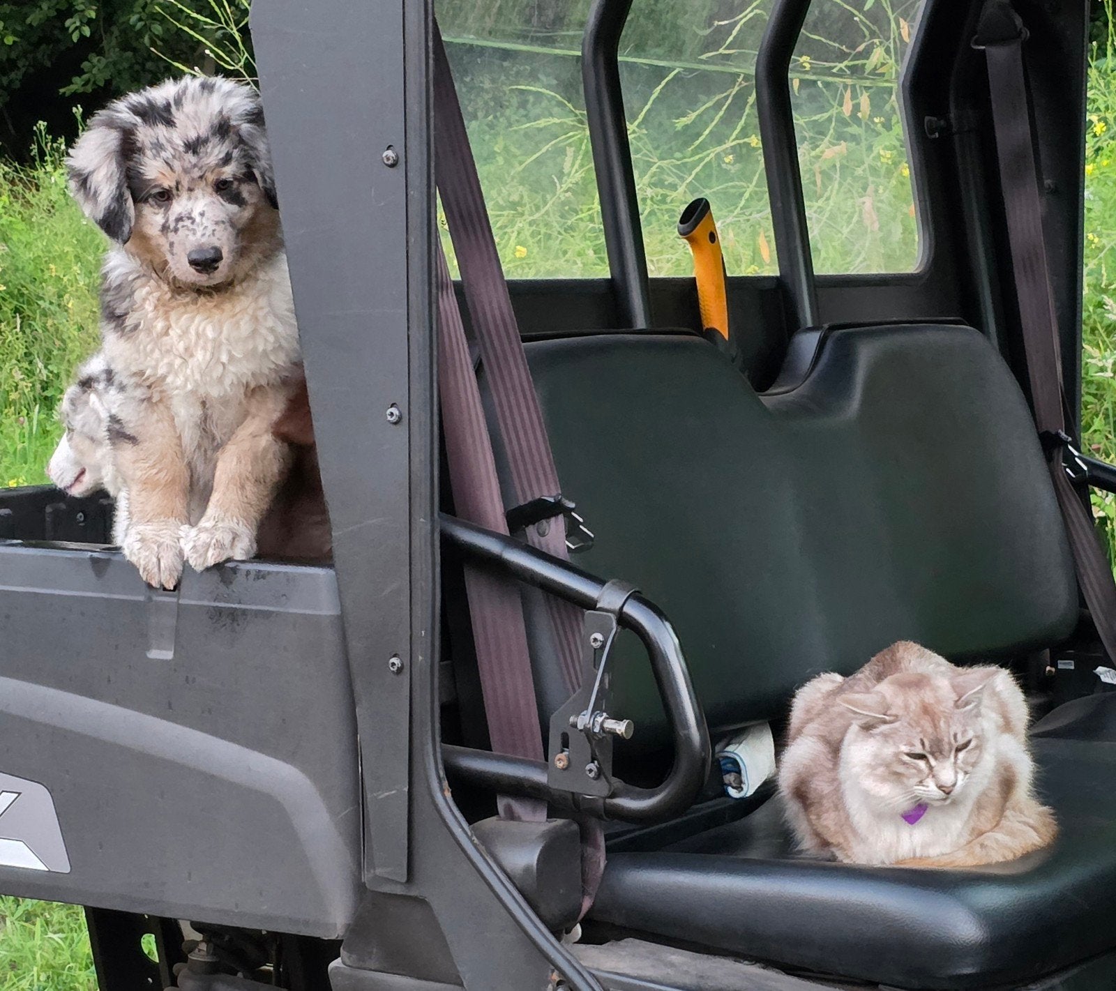 Met zorg opgevoede Australian Shepherd pups, Dieren en Toebehoren, Parvo, 8 tot 15 weken, Meerdere, Meerdere dieren