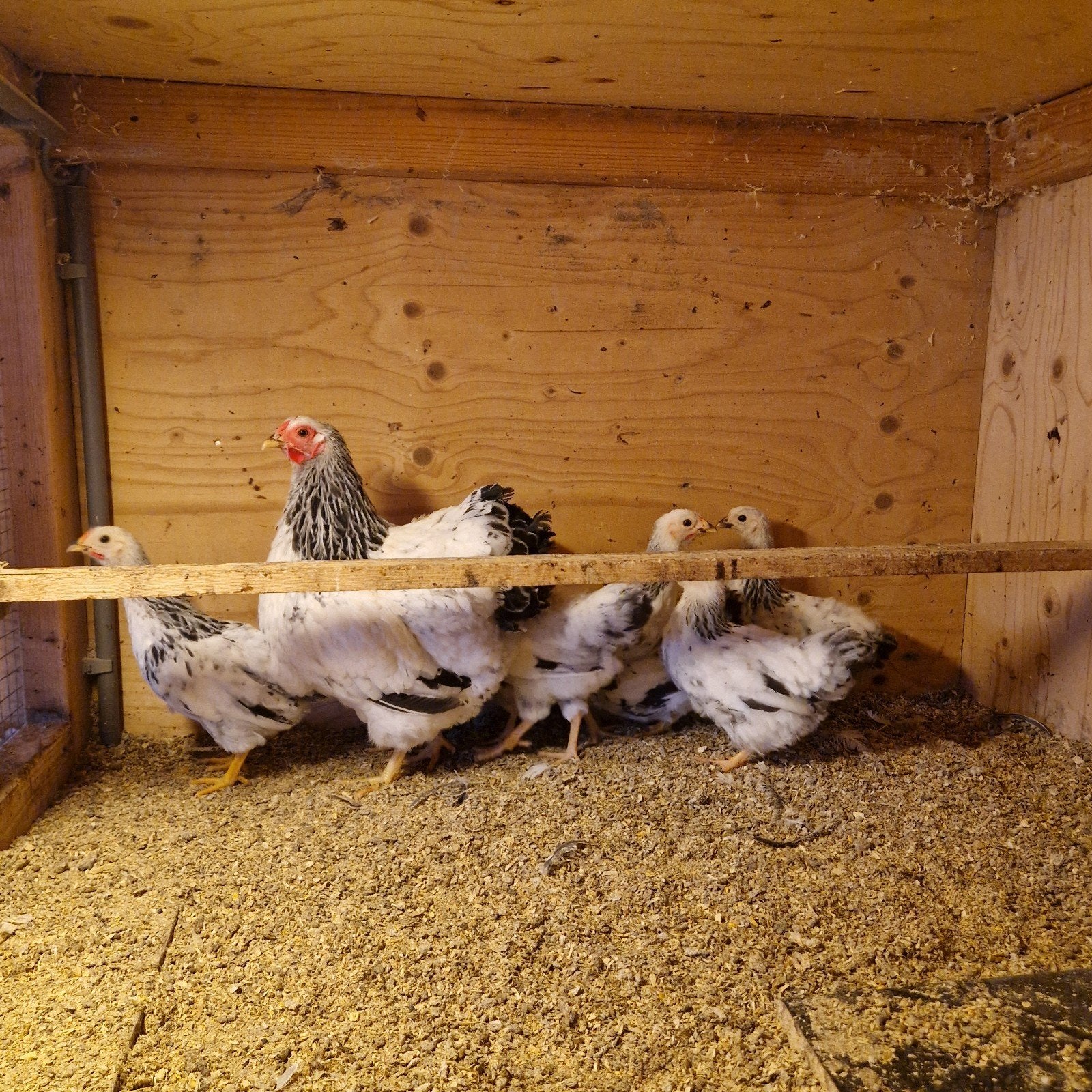 wyandotte columbia hennetjes, Dieren en Toebehoren, Pluimvee, Vrouwelijk, Kip