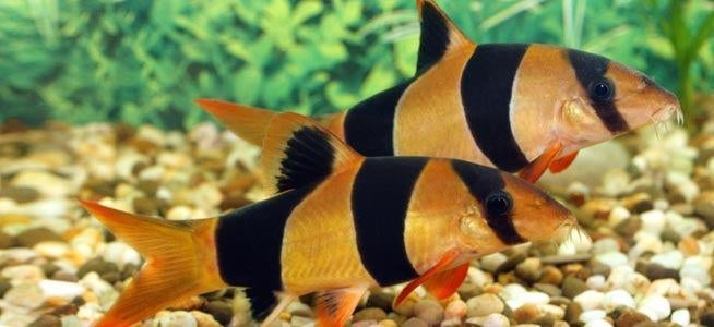 mooie grote clownbotia's  12-13cm, Dieren en Toebehoren, Vissen | Aquariumvissen, Vis, Zoetwatervis, Schoolvis