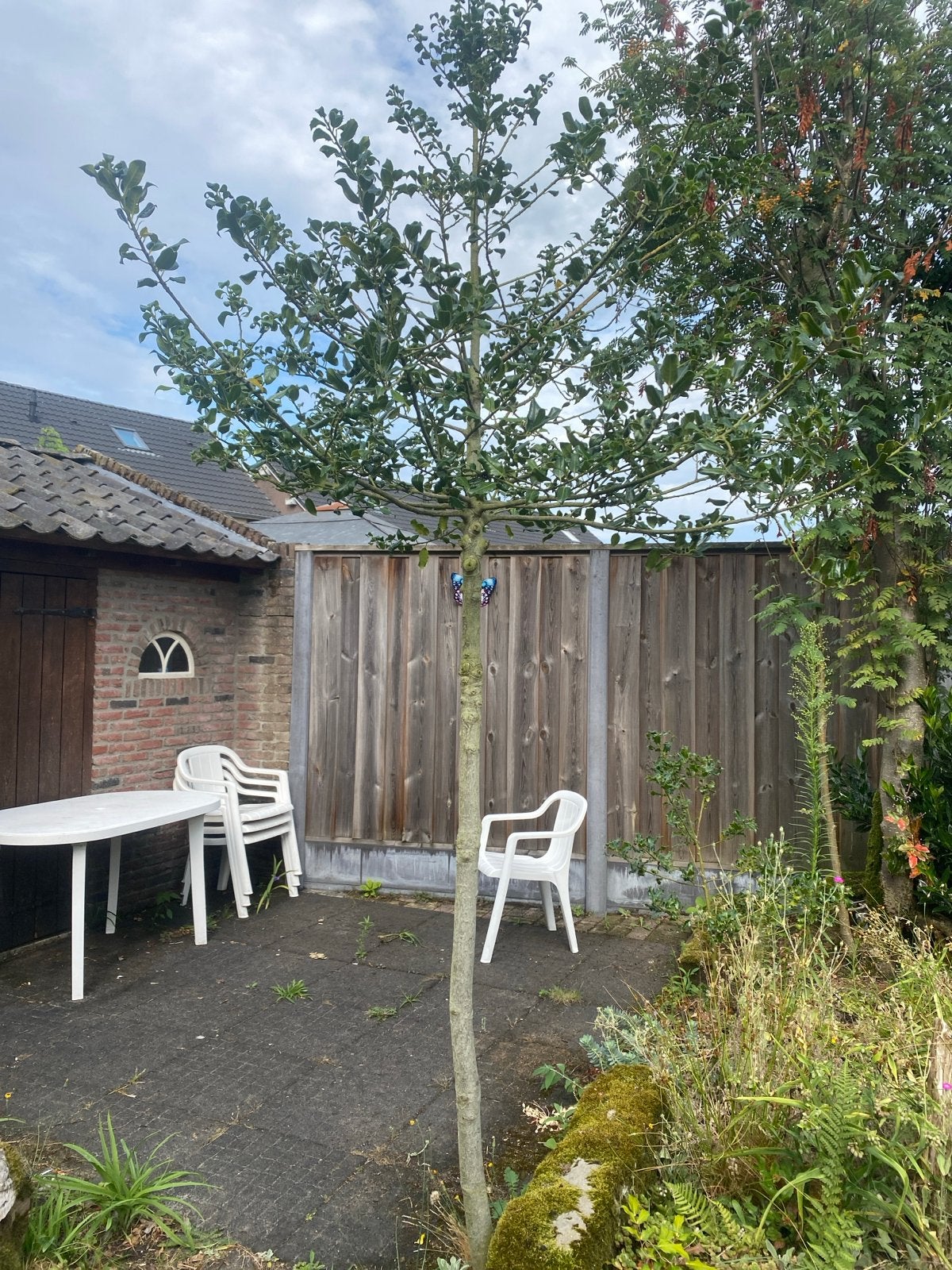 Boom 3 meter hoog, Tuin en Terras, Planten | Bomen, Overige soorten, 250 tot 400 cm, Volle zon, Ophalen