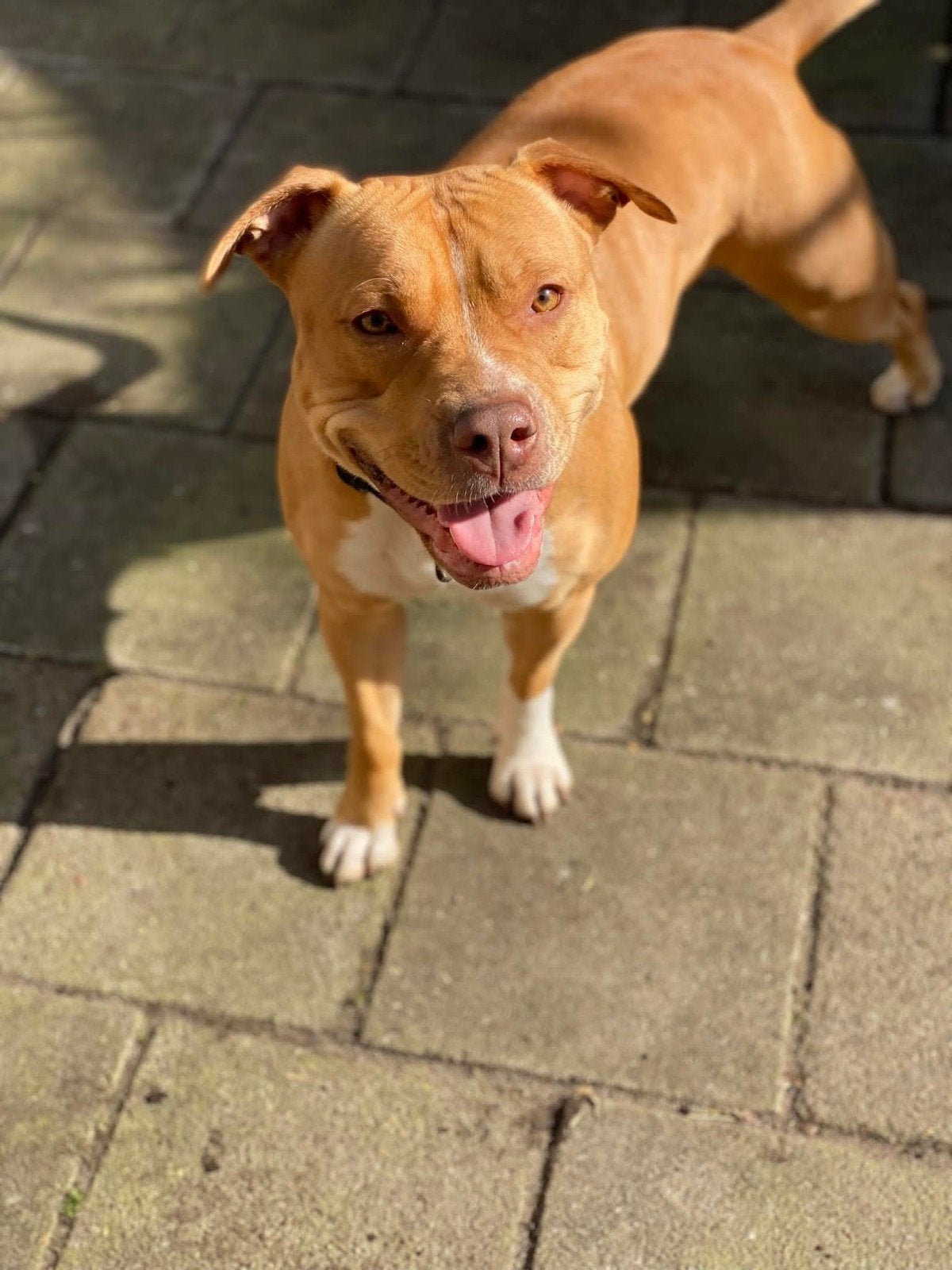 am stafford te koop, Teef, Eén hond, Nederland, Particulier