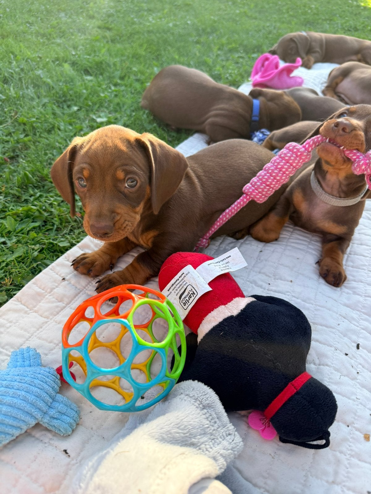 2 lieve choco tan pups zoeken een eigen thuis💛🤎🥺🐾, 8 tot 15 weken, Korthaar, Dwerg, Parvo