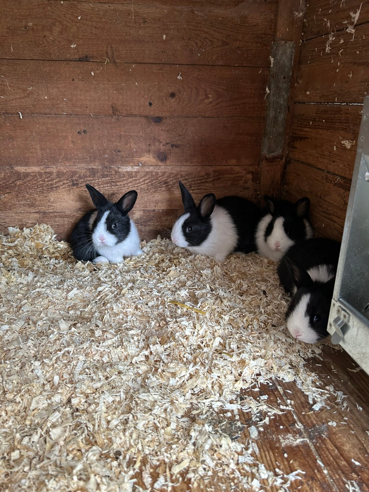 Jonge Hollanders, Dieren en Toebehoren, Meerdere dieren, Kip