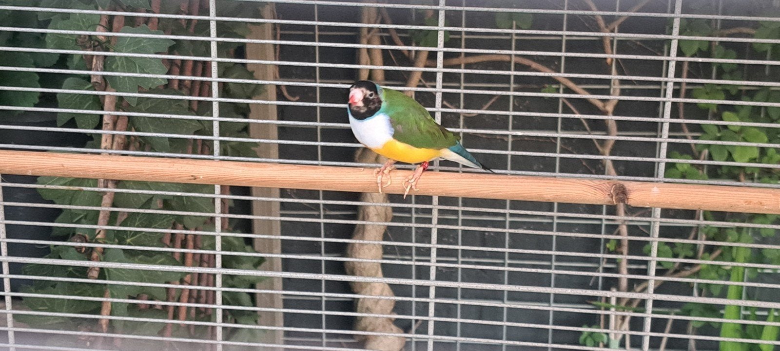 Gouldamadine koppel witborst, Dieren en Toebehoren, Vogels | Overige Vogels, Meerdere dieren