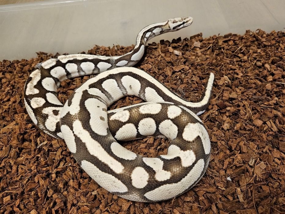 0.1 Pastel Desert Ghost Proven breeder, Dieren en Toebehoren, Reptielen en Amfibieën, Slang, 3 tot 6 jaar