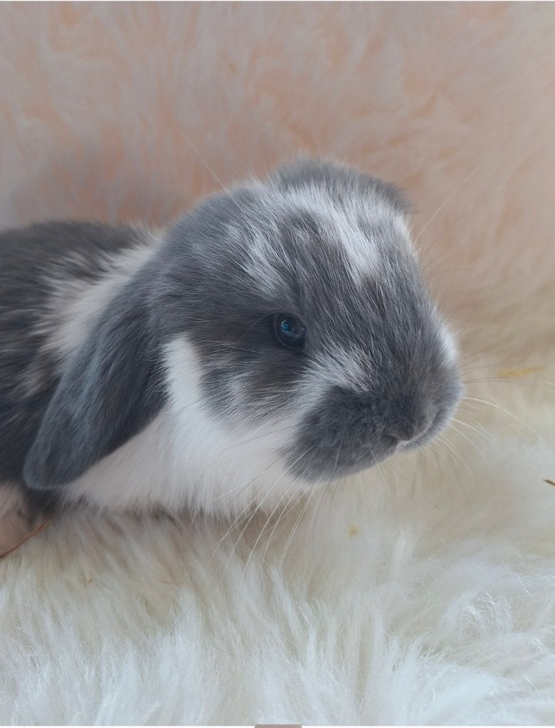 Franse hangoor rammetjes, Mannelijk, Groot, Hangoor, 0 tot 2 jaar
