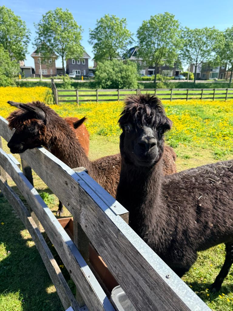 Vier Alpaca merries, Januari, Vrouwelijk