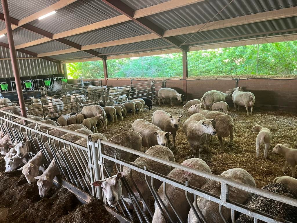 Fokschapen met lammeren te koop, Dieren en Toebehoren, Meerdere dieren, Schaap