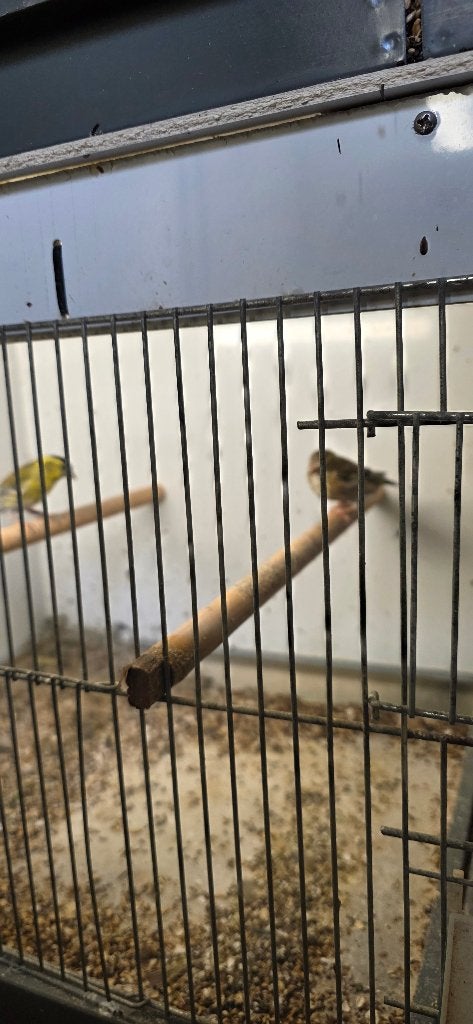 Diverse prachtige koppels Europese sijzen, Meerdere dieren, Bastaard