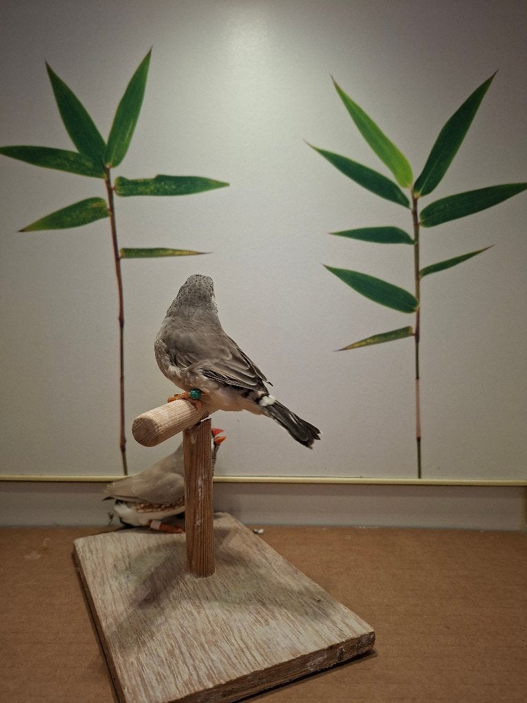 Zebravink koppel, Meerdere dieren, Tropenvogel, Geringd