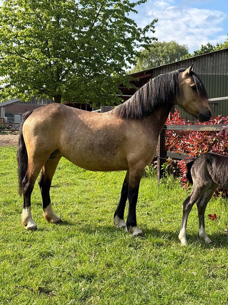 Valk Welsh C merrie met zwart hengstveulen, Dieren en Toebehoren, Pony's, Merrie, Met stamboom, Dressuurpony, 3 tot 6 jaar