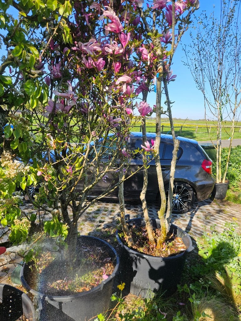 Magnolia tekoop, Ophalen, Lente, Overige soorten, Volle zon