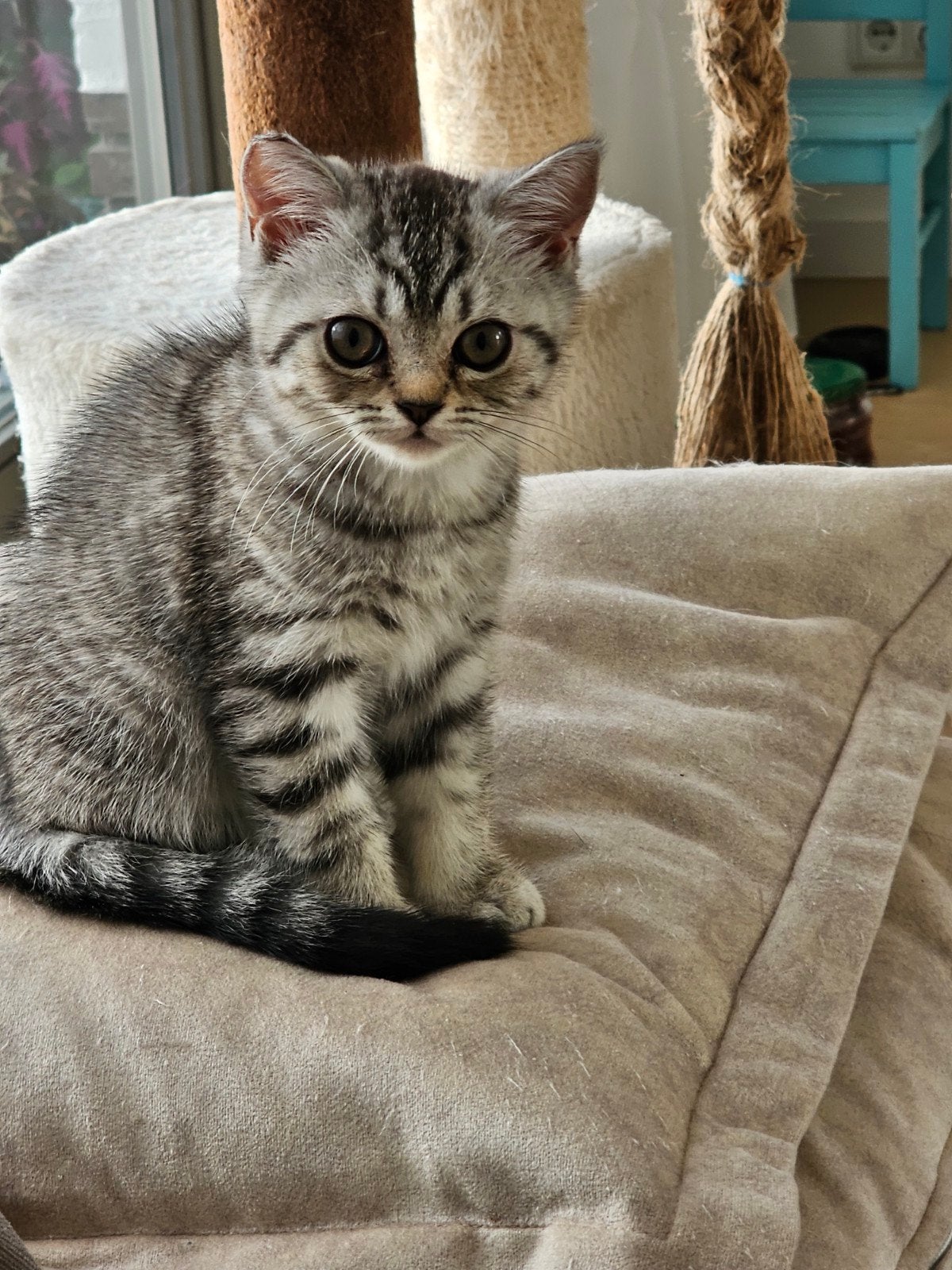 Britche Korthaar kitten
super leuke raszuivere britche korth, Dieren en Toebehoren, Katten en Kittens | Raskatten | Korthaar, Poes