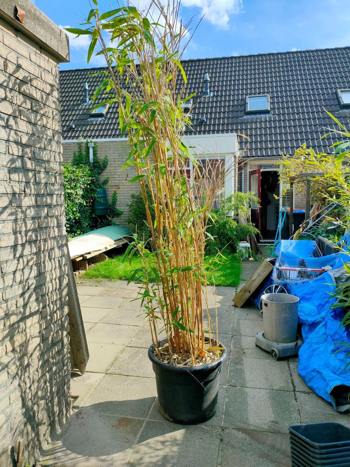 Grote Bamboe Plant in Pot - Winterhard en Groenblijvend, Tuin en Terras, Ophalen