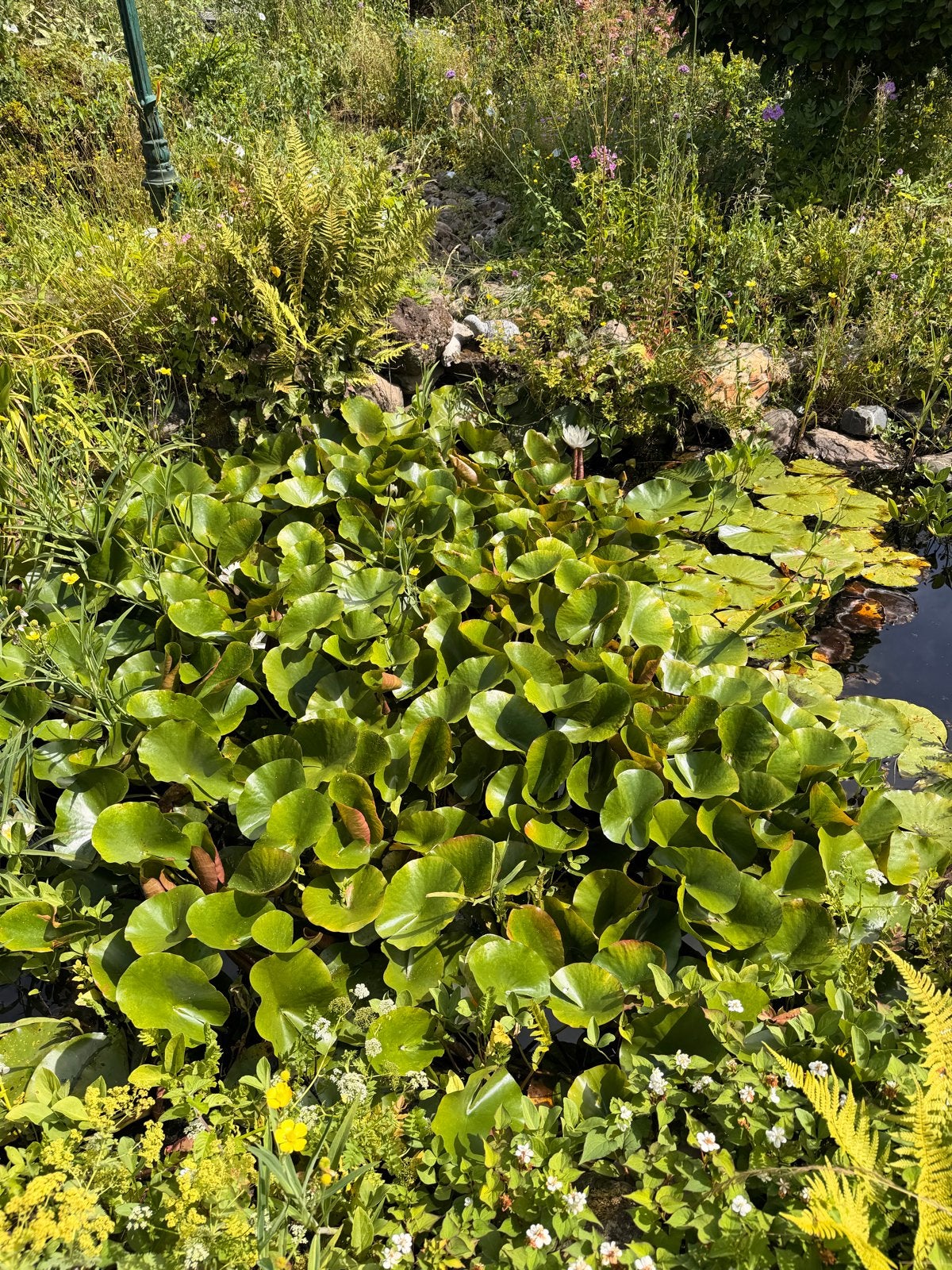 Vijver met vijverplanten - gratis af te halen, Tuin en Terras, Vijvers, Ophalen, Gebruikt
