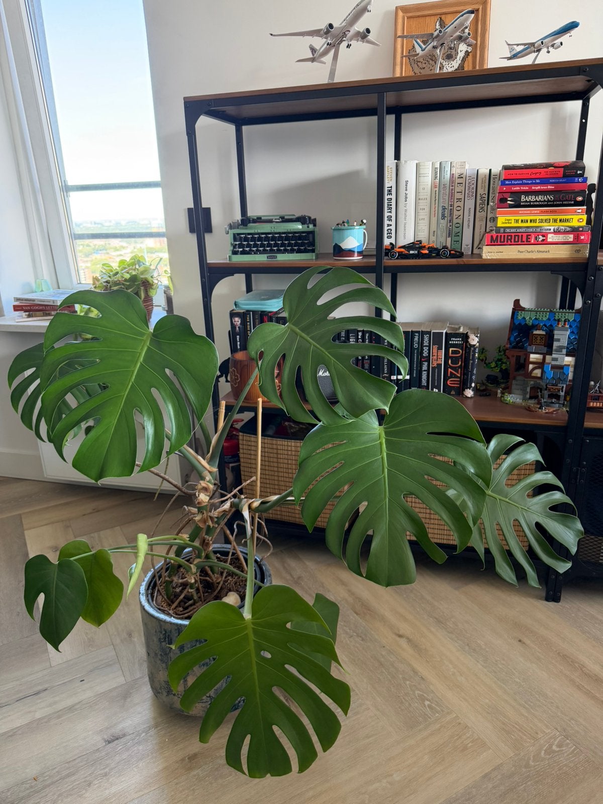 Large Monstera Deliciosa, Huis en Inrichting, Kamerplanten, Ophalen, Overige soorten, Halfschaduw, 100 tot 150 cm