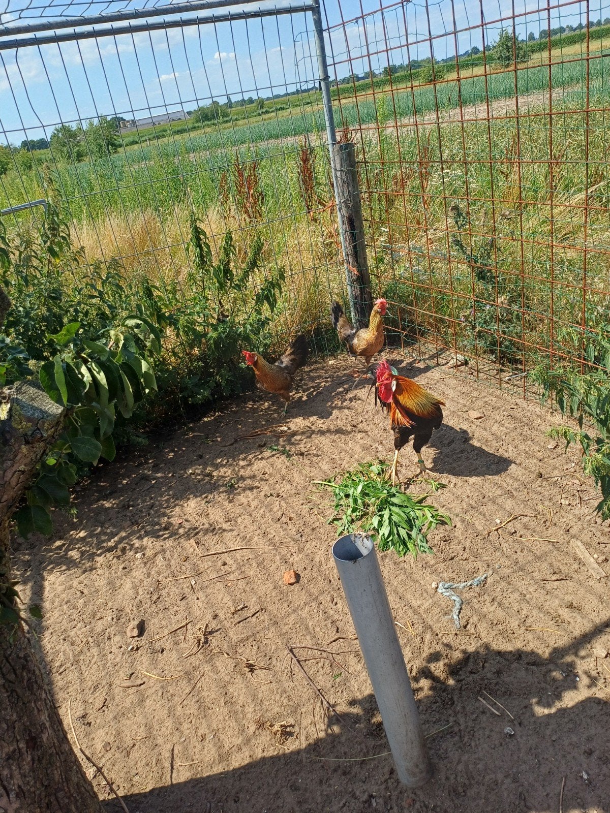 Tekoop trio patrijs leghorn van 20 25, Dieren en Toebehoren, Pluimvee, Meerdere dieren, Kip