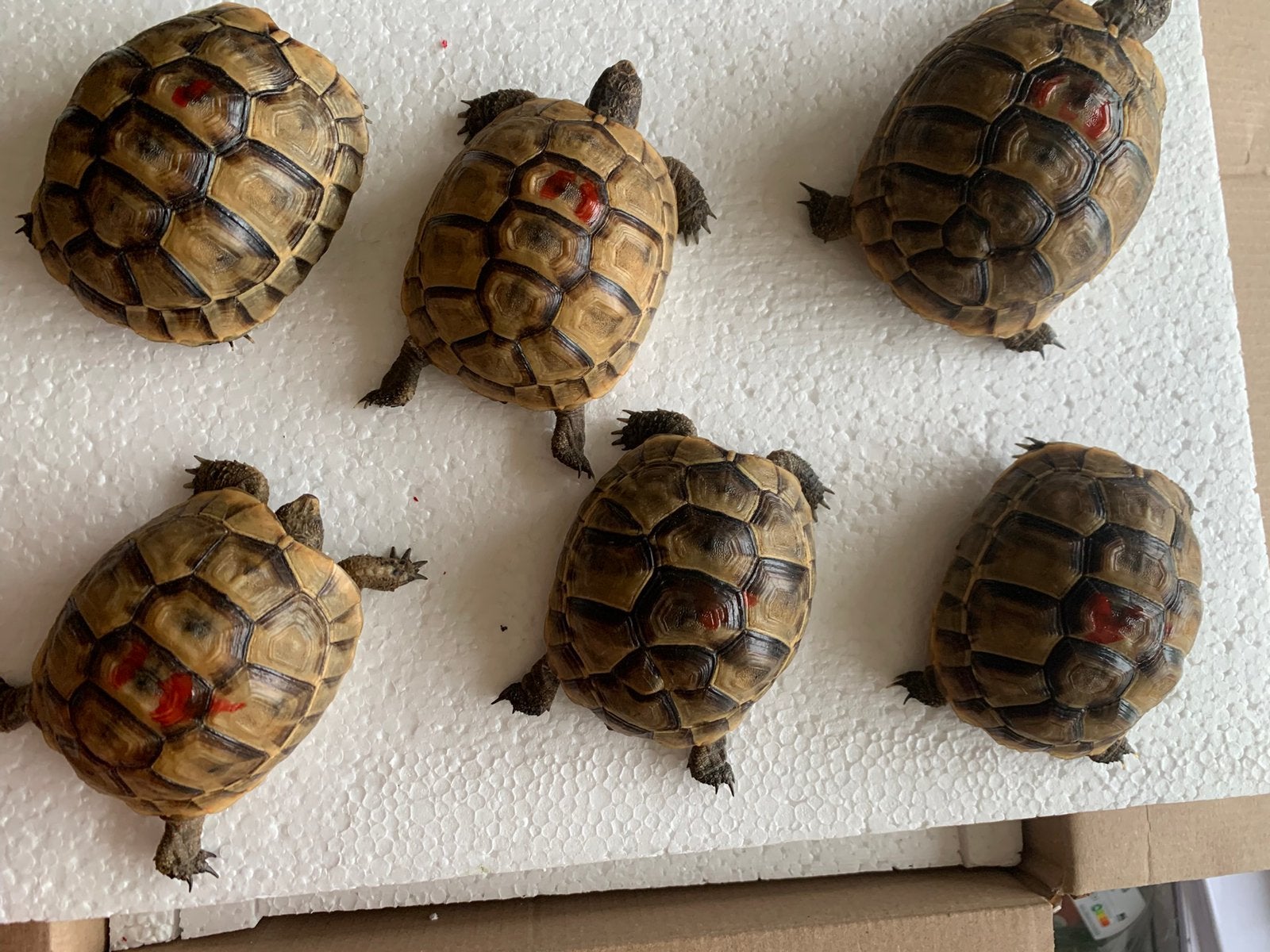 Moorse landschildpad - Testudo Graeca Ibera Tortoise - unknown for sale from Annemie