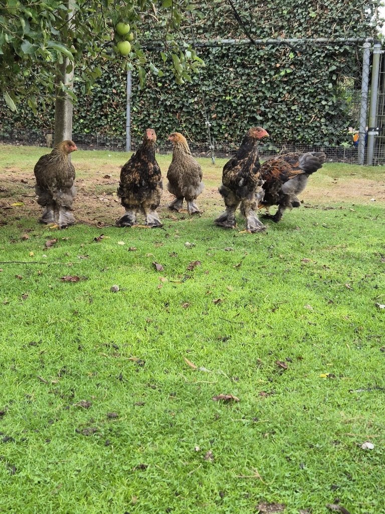 Prachtige brahma goudpatrijs kuikens te koop!, Dieren en Toebehoren, Meerdere dieren, Kip