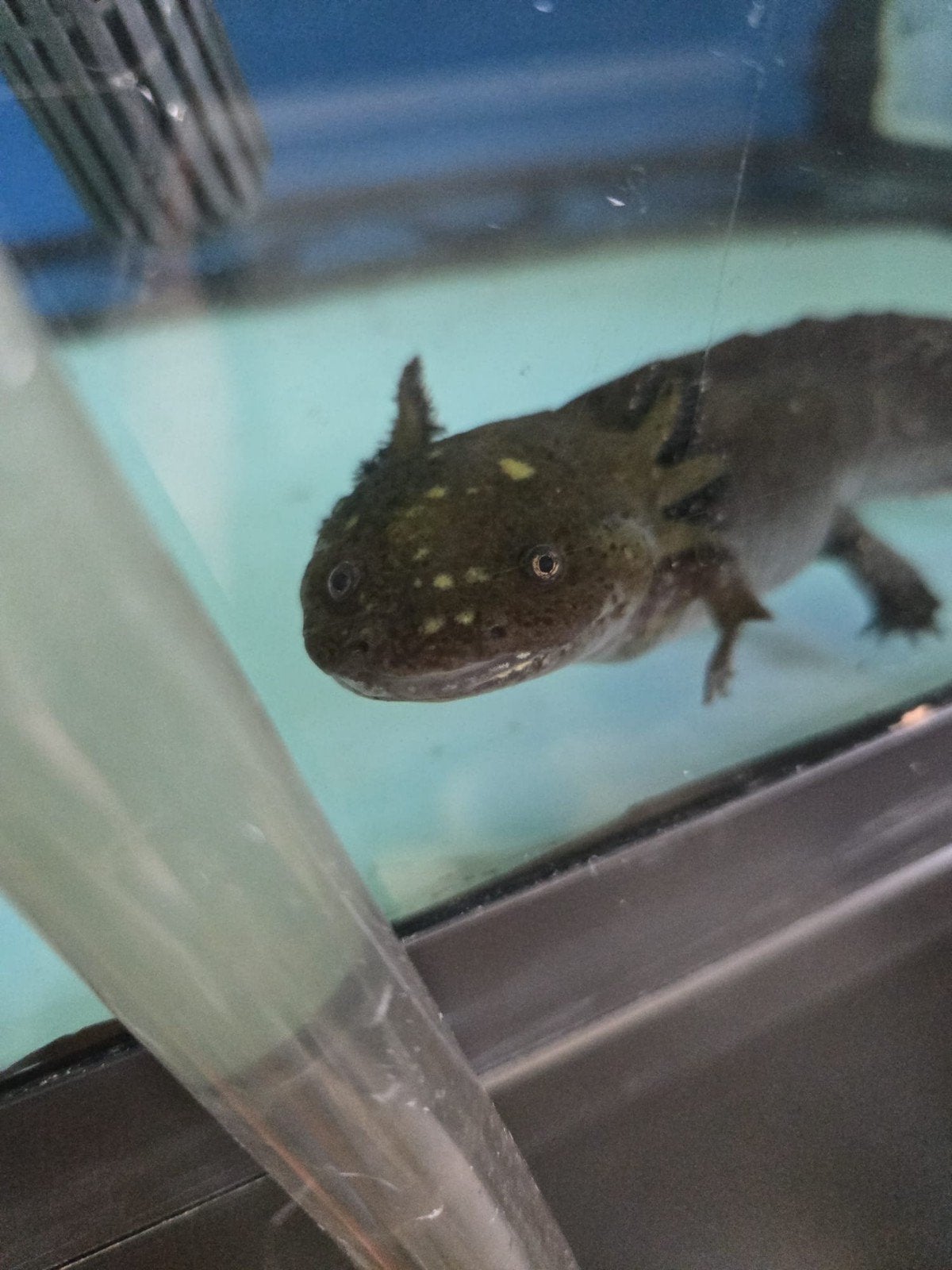 2x axolotl man volwassen, Amfibie, 0 tot 2 jaar