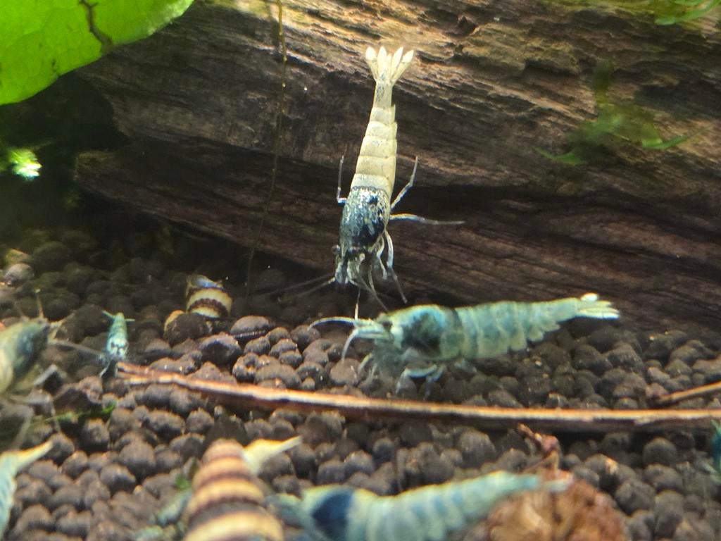 Blue Bolt garnalen per 10 stuks, Dieren en Toebehoren, Vissen | Aquariumvissen, Kreeft, Krab of Garnaal, Zoetwatervis, Schoolvis