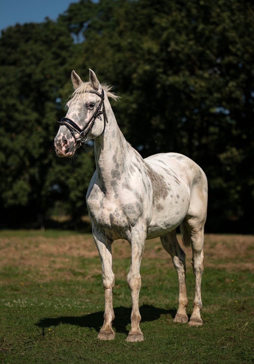 super mooie connermara appeloesa, Niet van toepassing, Recreatiepony, Merrie, E pony (1.48m - 1.57m)