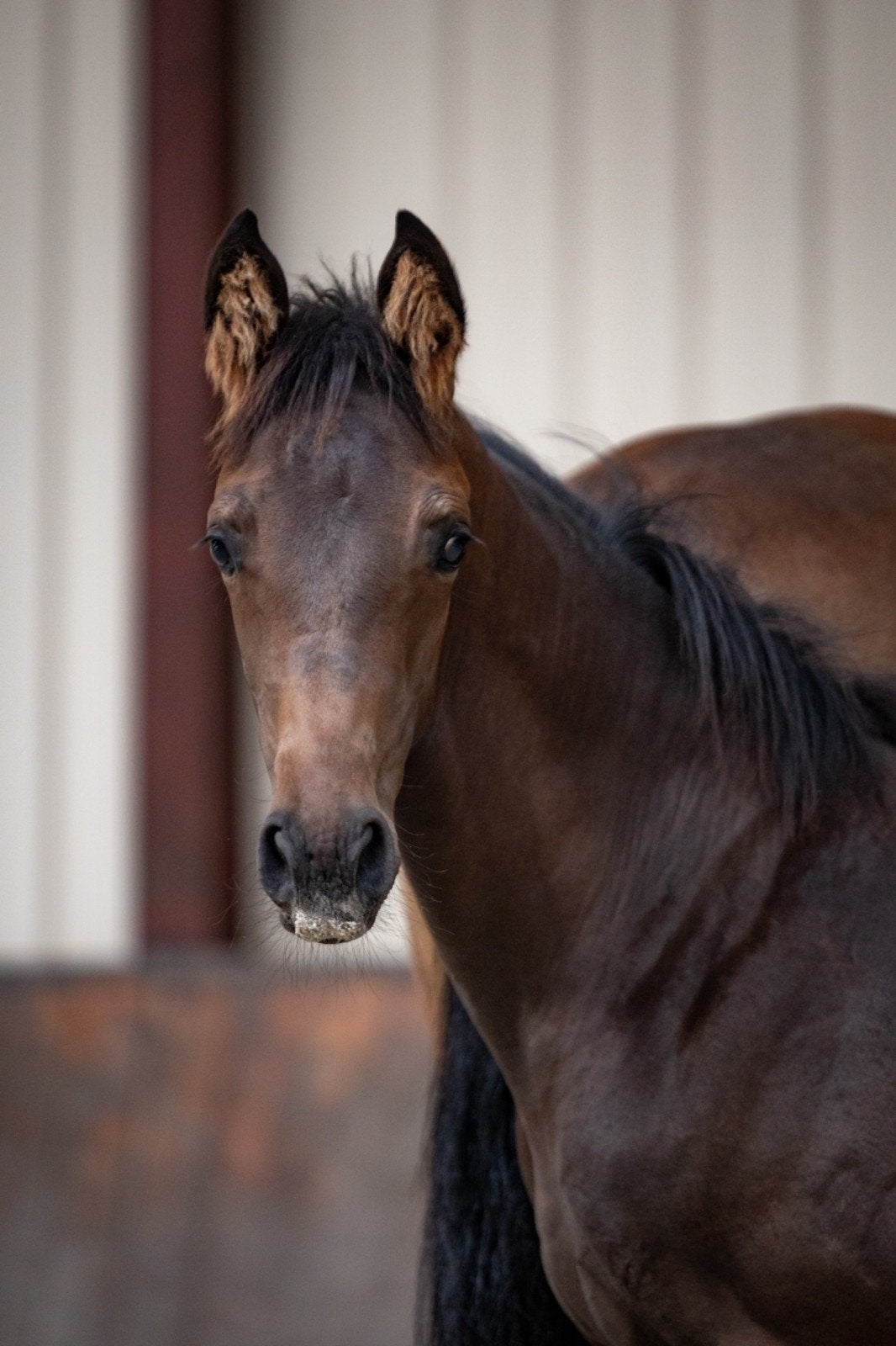 Merrie veulen Desperado x Escamillo, Dieren en Toebehoren, Paarden, Merrie, Dressuurpaard, Met stamboom, 0 tot 2 jaar