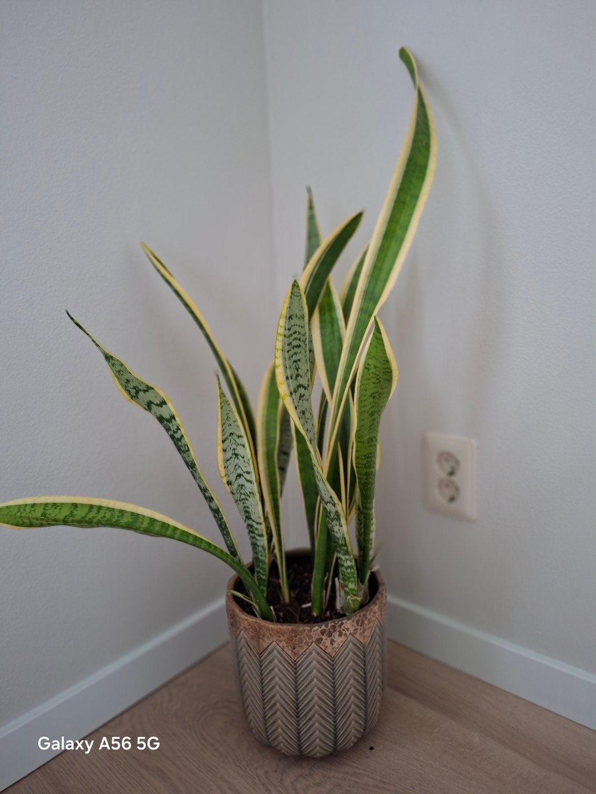 Grote Intratuin bloempot met plant, 95 cm hoog, Gebruikt, Rond, Binnen, Aardewerk