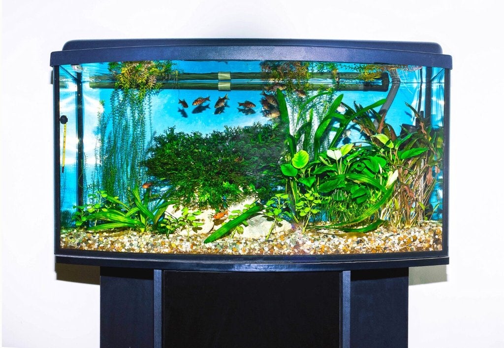 Aquarium siervissen, Dieren en Toebehoren, Vissen | Aquariumvissen, Zoetwatervis, Vis