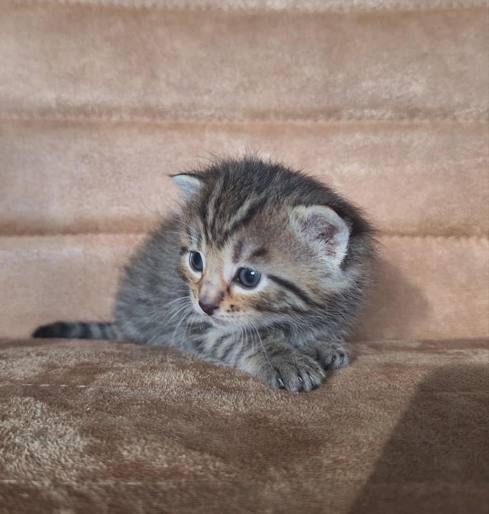 Te koop: schattige speelse kittens, Dieren en Toebehoren, Katten en Kittens | Overige Katten, Poes, 0 tot 2 jaar