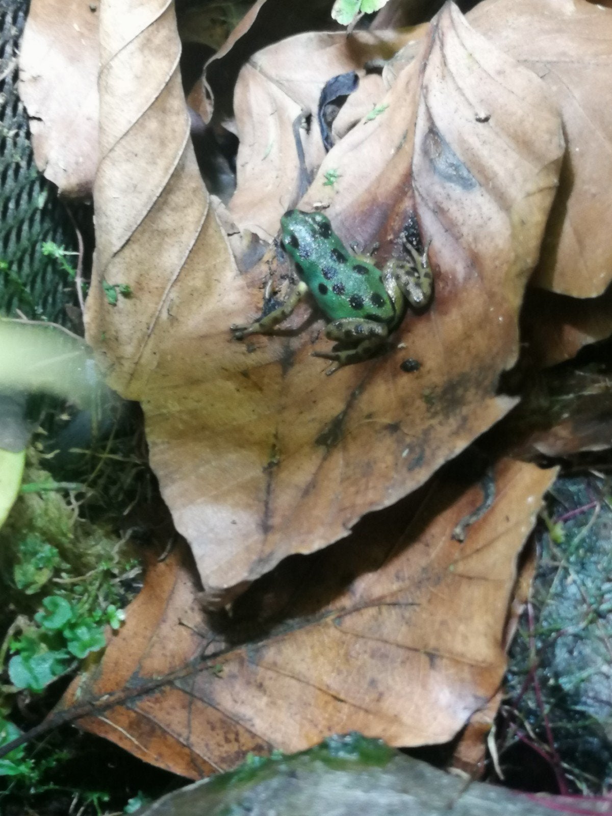 gifkikkers Frog photo 2