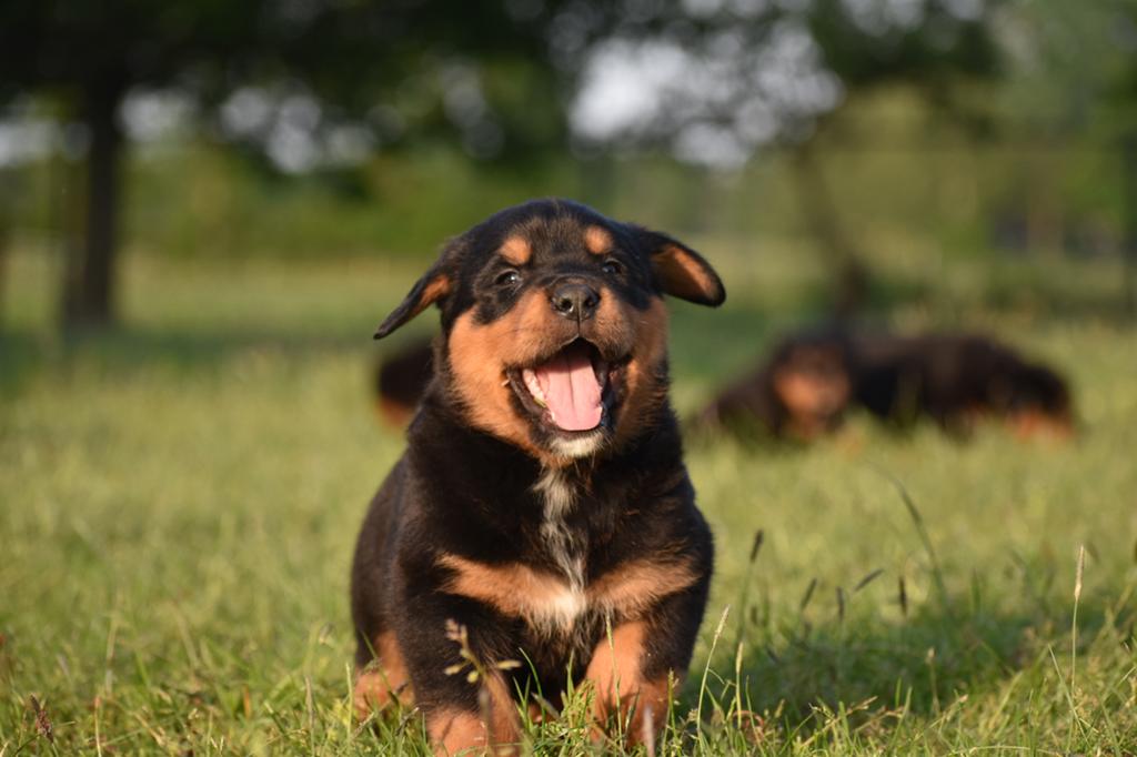 4 reutjes - Leuke, vrolijke rottweiler x berner sennen pups!, 8 tot 15 weken, Parvo, Meerdere, Meerdere dieren