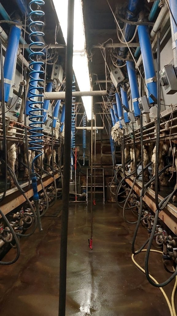 Te koop: Delaval melkstal, Ophalen, Veehouderij, Melktechniek