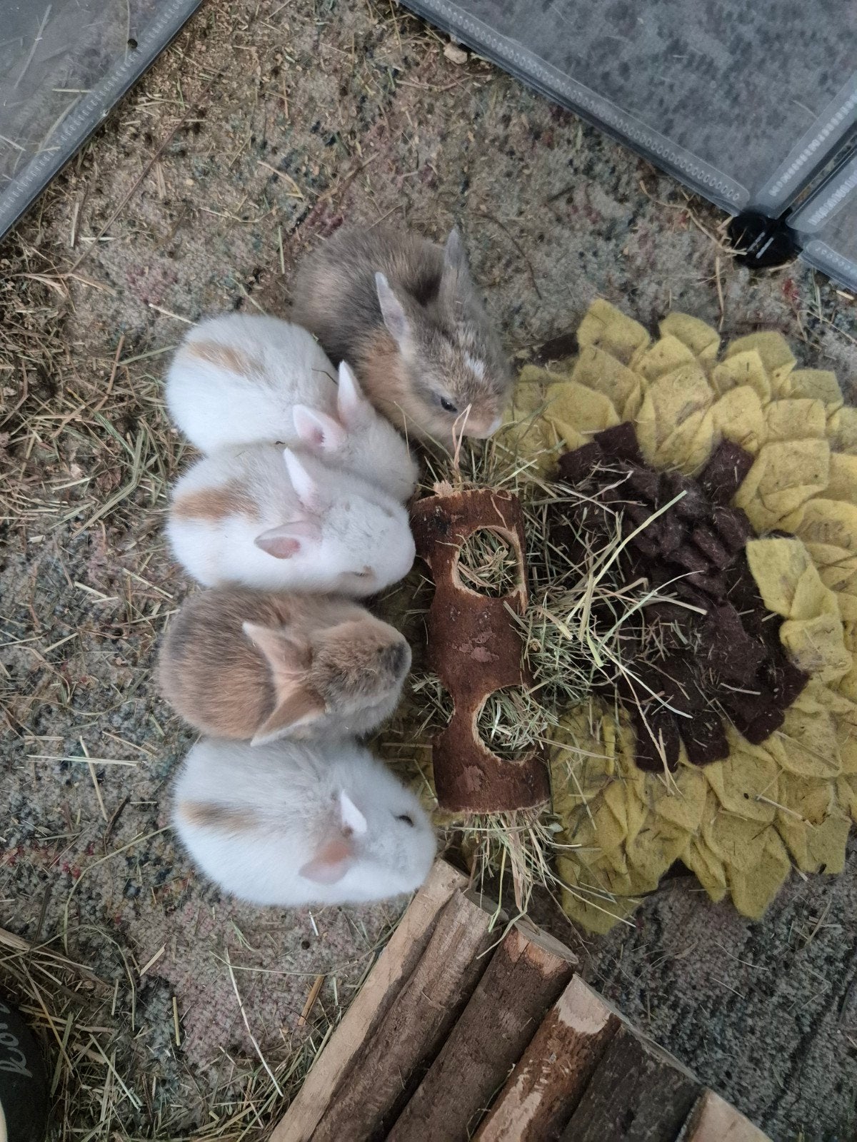Baby konijntjes te koop, Dieren en Toebehoren, Konijnen, Geslacht onbekend