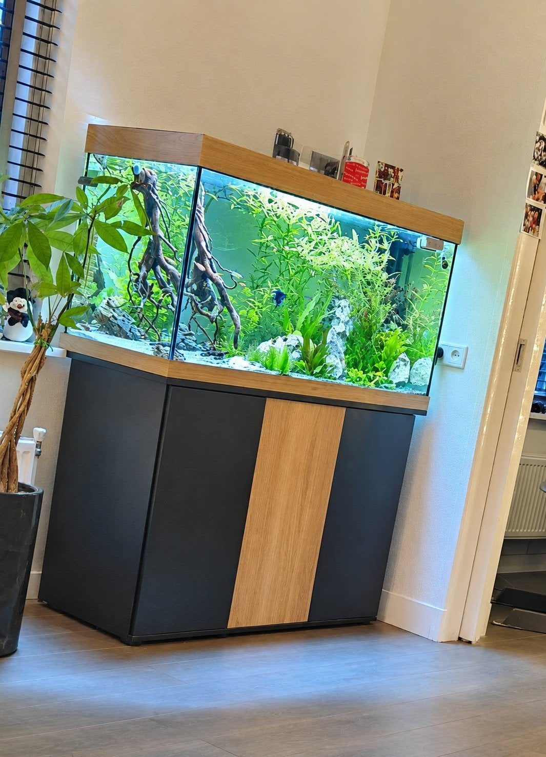 Juwel Rio 350, Dieren en Toebehoren, Ophalen, Gebruikt, Inclusief deksel, Leeg aquarium