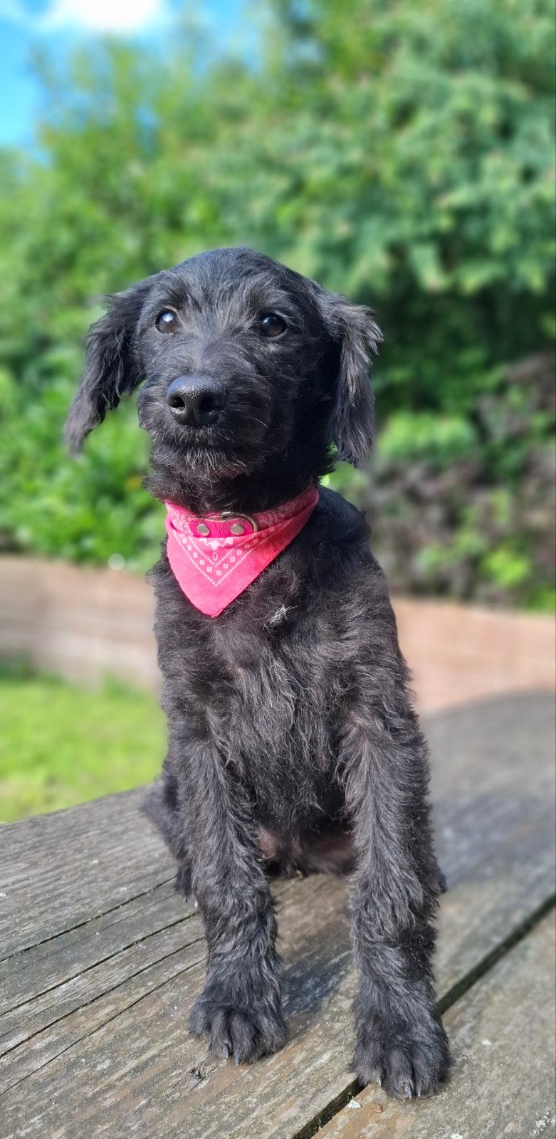 Leuke, super gezonde doodle pupjes (poedel x boerenfox), Dieren en Toebehoren, Parvo, 15 weken tot 1 jaar, Overige rassen, Teef