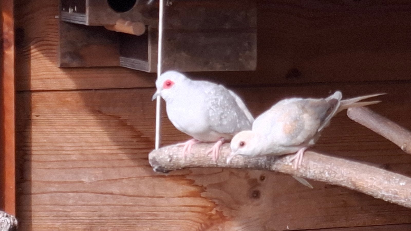 Diamantduif, broed 26. 3 stuks, Dieren en Toebehoren, Vogels | Duiven