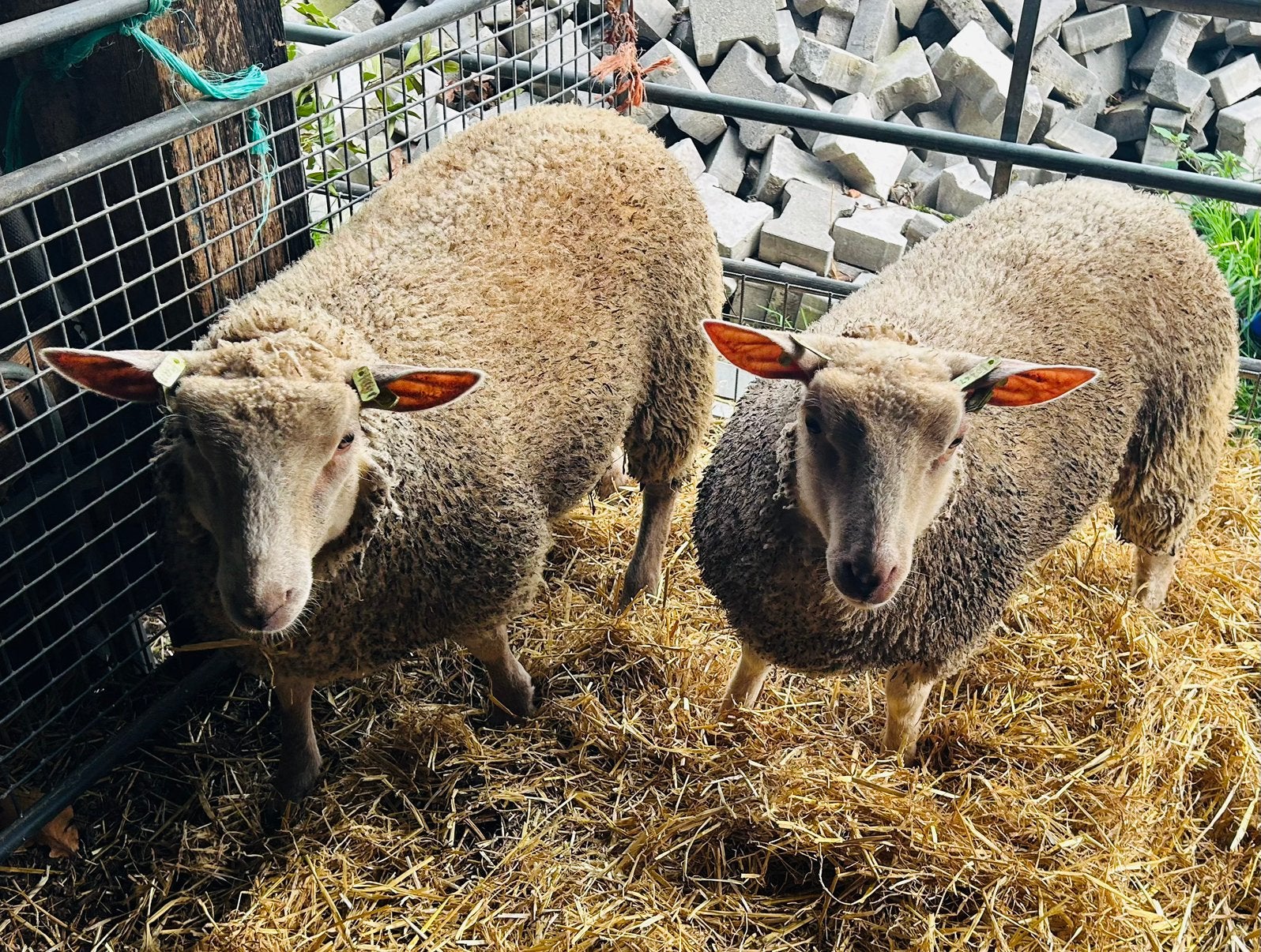 Te koop Charollais ooi lammeren, Vrouwelijk, Schaap