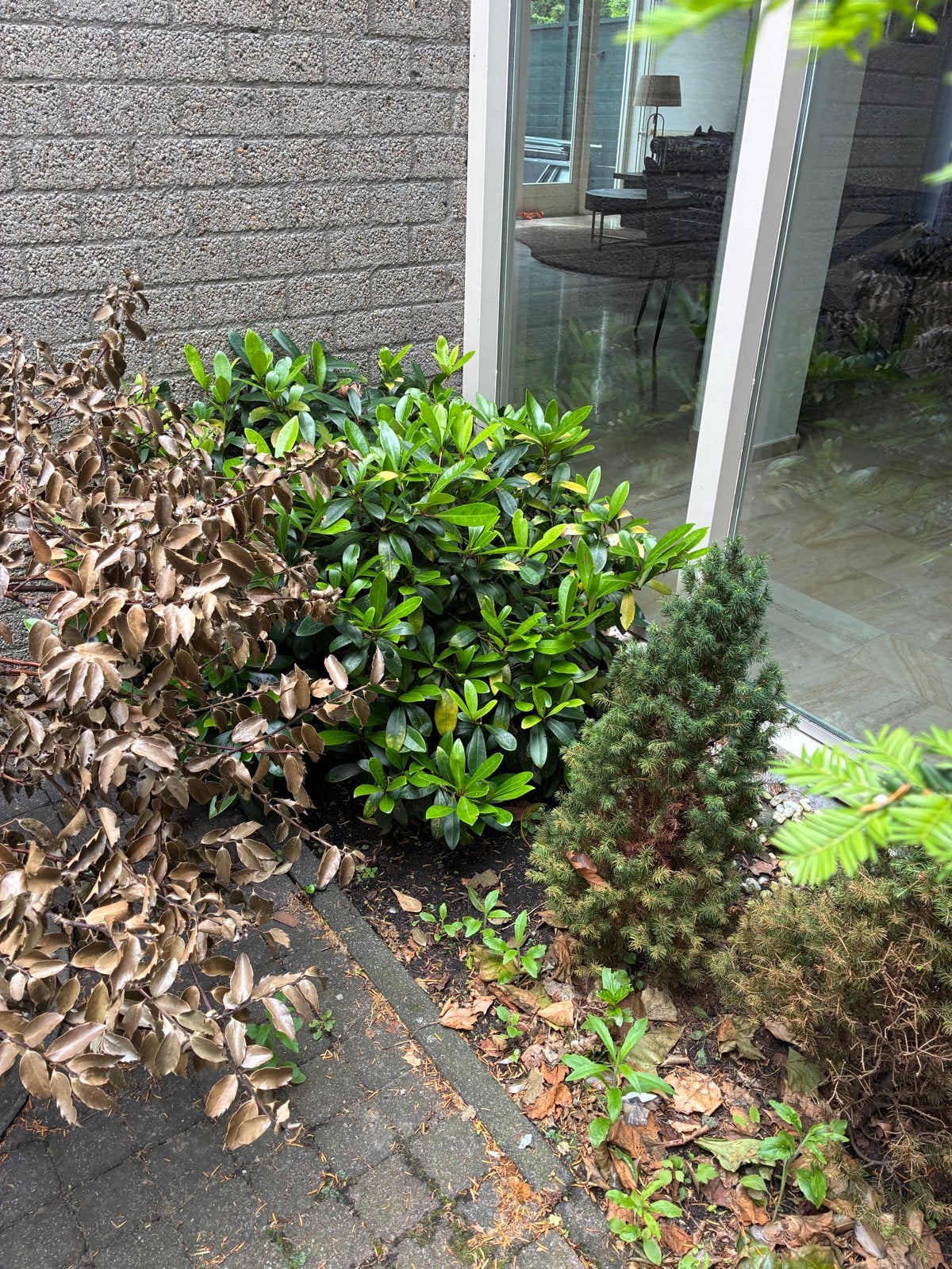 Gratis planten: Hedera, Hortensia en meer!, Tuin en Terras, Planten | Tuinplanten, Ophalen, Bodembedekkers, Vaste plant, Halfschaduw