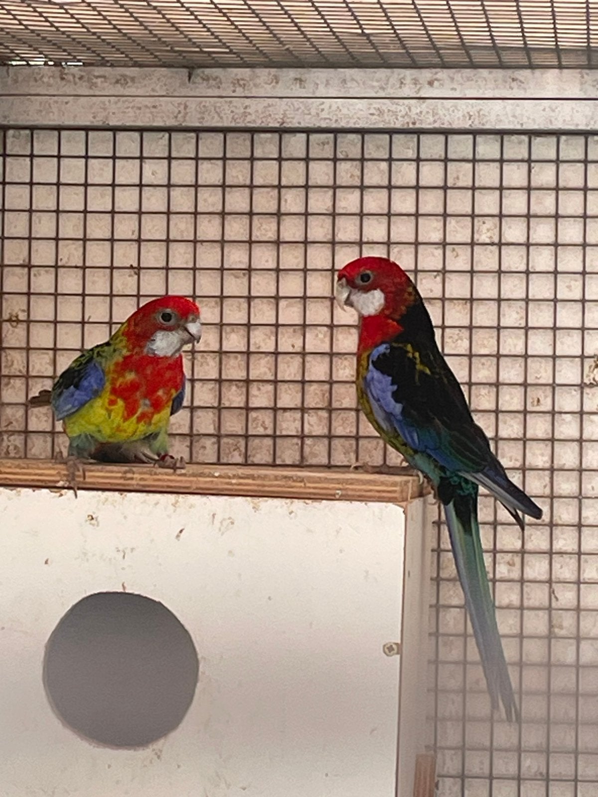 Pracht Rosella s van 2024, Meerdere dieren, Parkiet, Geringd