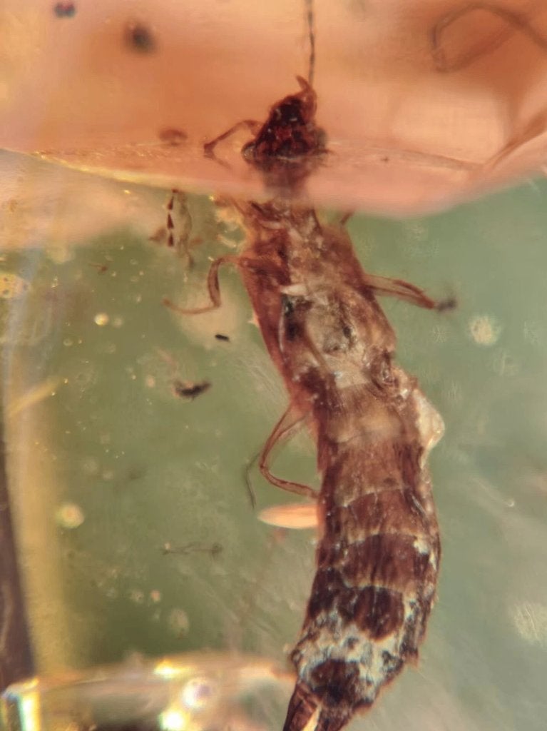 Birmees Amber met insluiting van Forficulidae oorworm (G), Verzenden, Fossiel