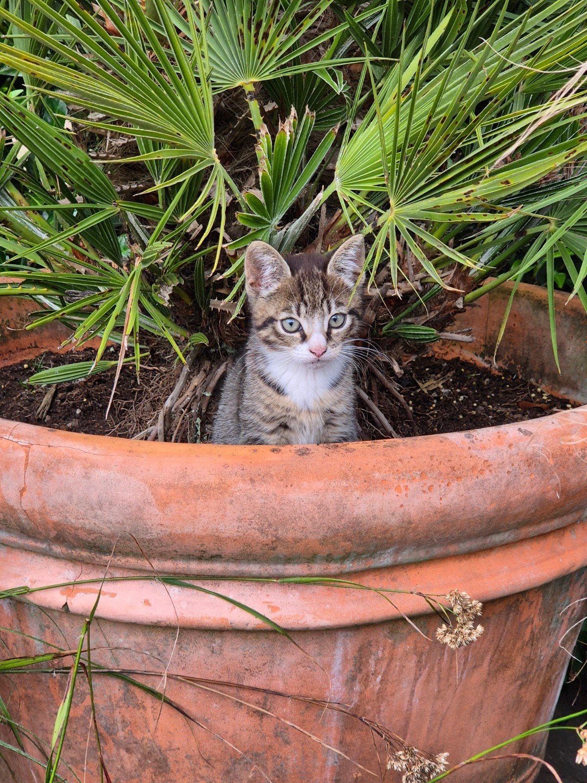 Jonge kittens te koop, Meerdere dieren, 0 tot 2 jaar