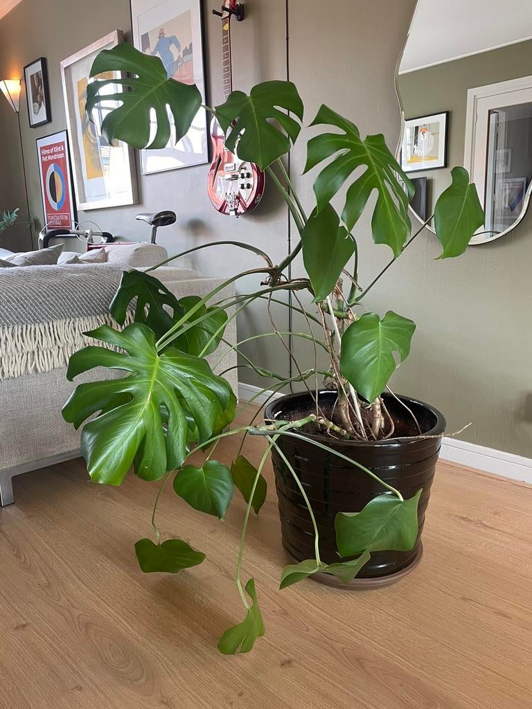 Monstera deliciosa 1m20 in XL grote zwarte pot keramiek, Huis en Inrichting, Kamerplanten, Ophalen, 100 tot 150 cm, Overige soorten