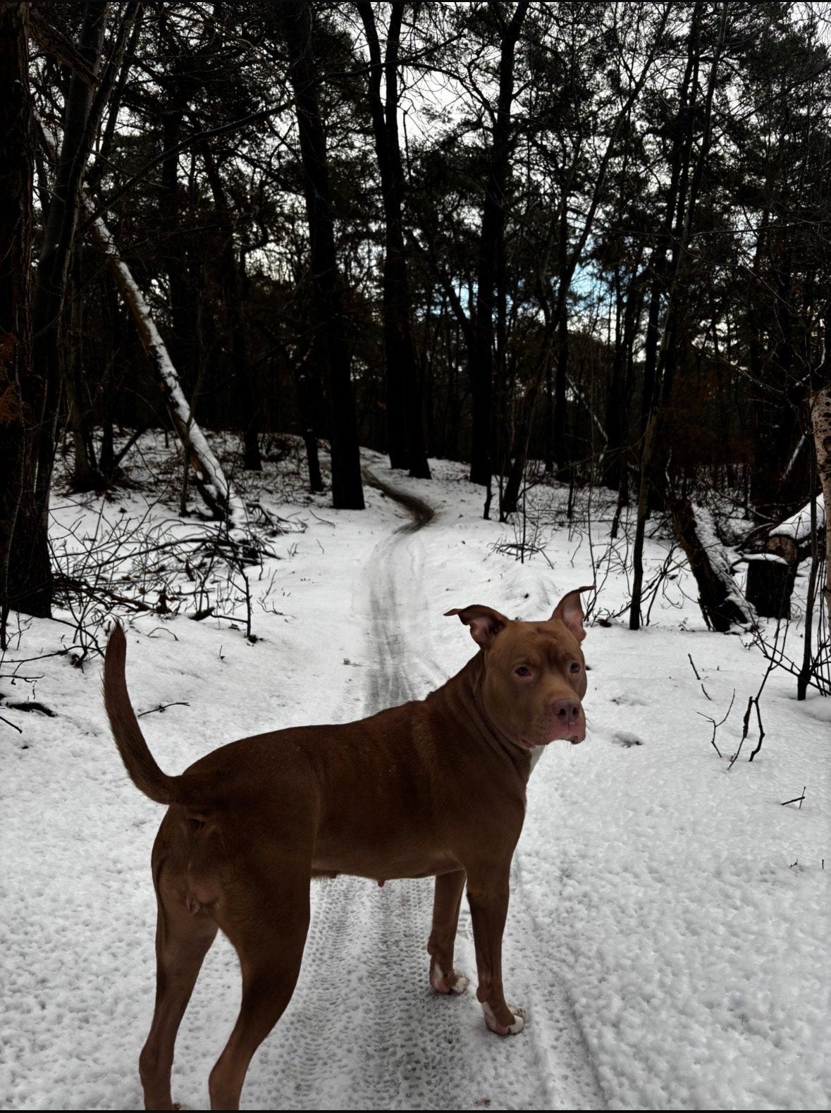Rednose Pitbull reu gezocht voor dekking, Dieren en Toebehoren, CDV (hondenziekte), Teef, Eén hond, Nederland